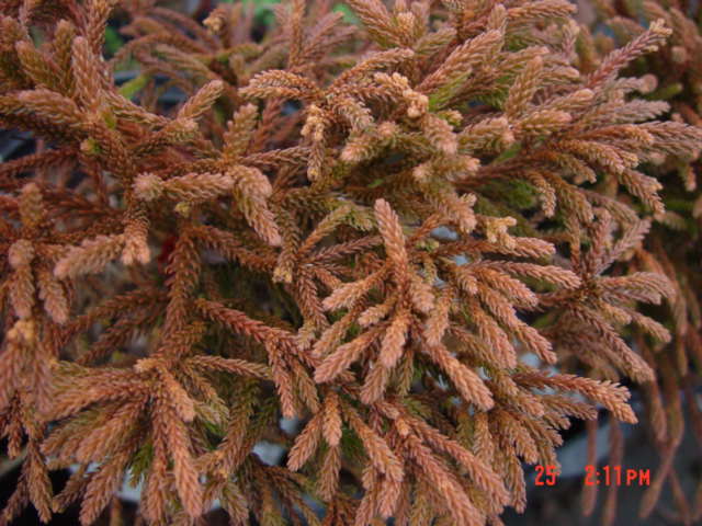 Cryptomeria LITTLE CHAMPION-1g Cryptomeria LITTLE CHAMPION-1g